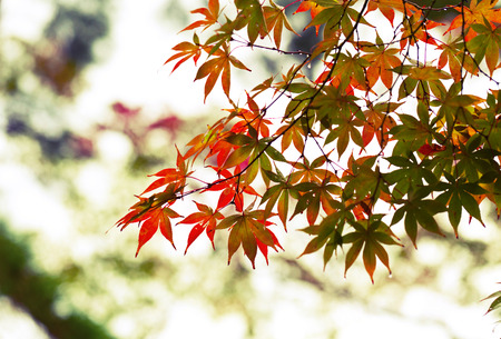 Autumn leaves. Shallow dept of field.