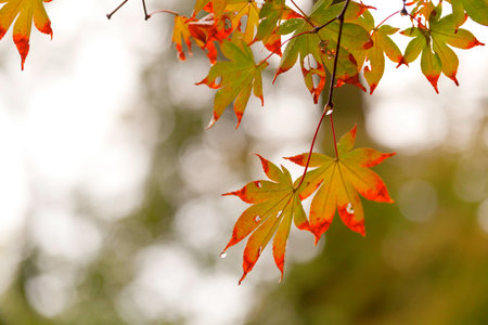 Autumn leaves. Shallow dept of field.
