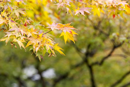 Autumn leaves. Shallow dept of field.