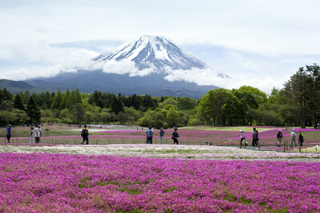 Purple flowers and Mt.Fuji in japanのeditorial素材