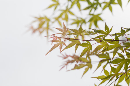 Green leaves