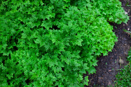 fern