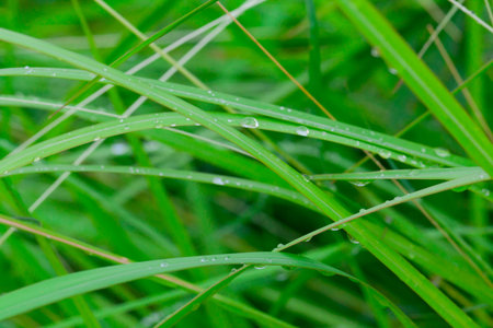 Fresh green grass with water droplet