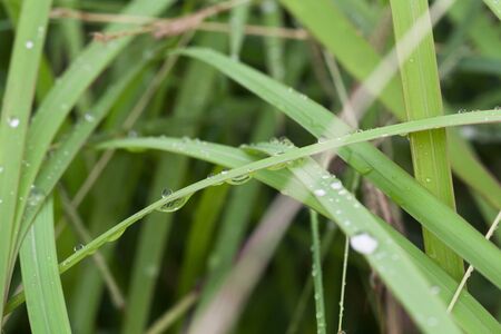 Fresh green grass with water dropletの写真素材