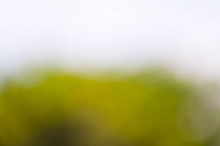 Defocused abstract nature backgroundgreen leavesの写真素材