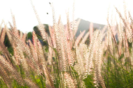 flowering grass in nature.の写真素材
