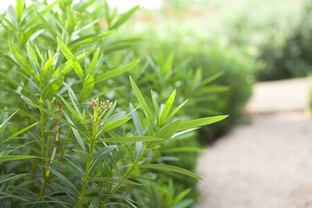 Landscape background beautiful field in summertime or springtimeの写真素材