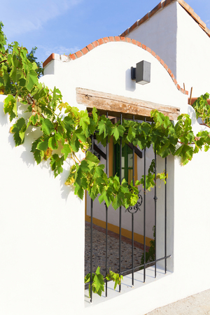 old wall with vine treeの写真素材