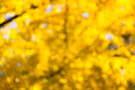 blurred image of golden-leaved trees