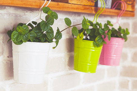 Wall flowerpotの写真素材