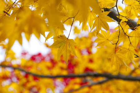 Autumn Leavesの写真素材