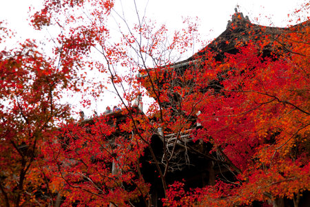 Colorful autumn leave at Kiyomizu-dera temple in Kyoto,Japan.