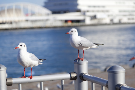 Seagulls at a harbor in Kobe, Japanの写真素材