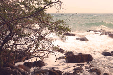 forest tree by the seaの写真素材