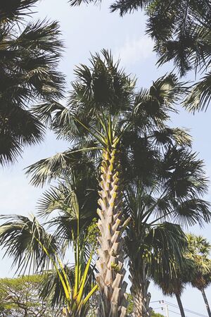 Palm Tree against blue skyの写真素材