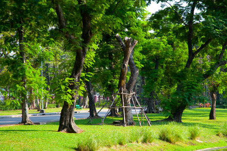 Green lawn with trees stump in the parkの写真素材