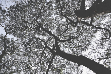 Tree Branches backgroundの写真素材