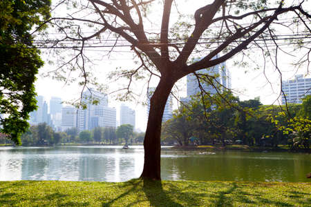 Green lawn with trees stump in the parkの写真素材