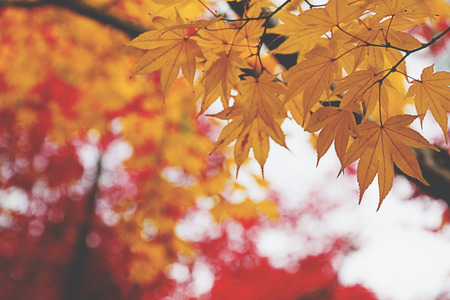 Natural autumn leave for backgroundの写真素材
