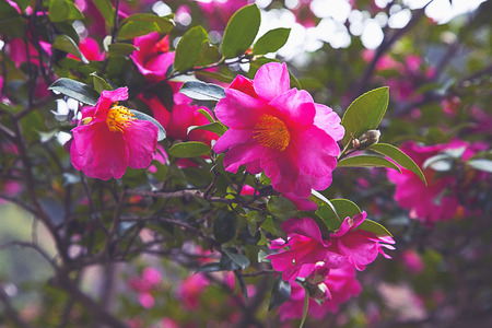 pink peony flowersの写真素材
