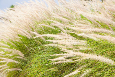 grass flower on sunrise in countryside
