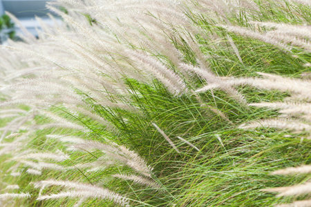 grass flower on sunrise in countryside