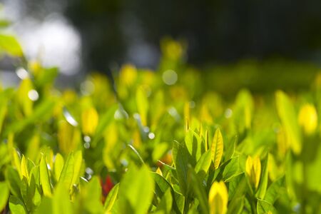 Green leaves and sun lightの写真素材