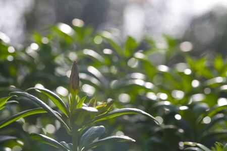 Green leaves and sun lightの写真素材