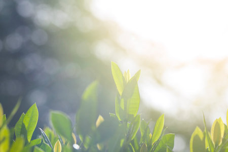 Green leaves and sun light
