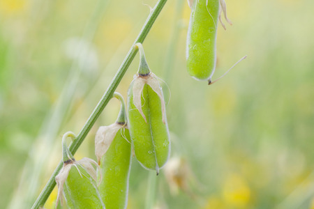 Sesbania Flowerの写真素材