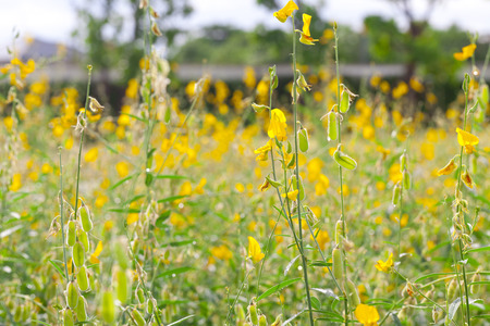 Sesbania Flowerの写真素材