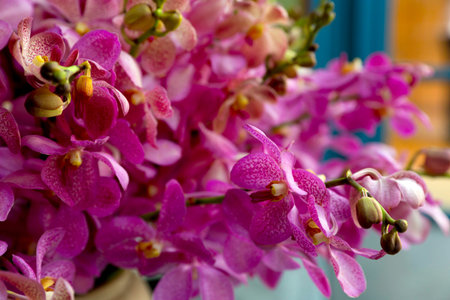 beautiful orchid flower in a vase