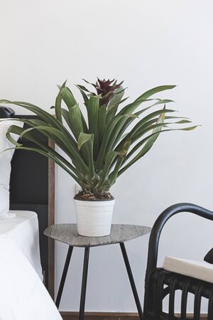 Green plants decorating a room,living roomの写真素材