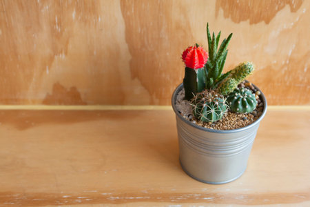cactus on tableの写真素材