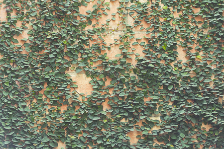 ivy leavesの写真素材