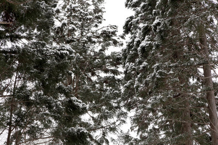 Snow winter in shirakawago, takayama