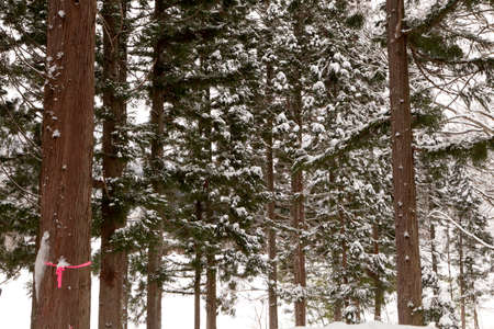 Snow winter in shirakawago, takayamaの写真素材