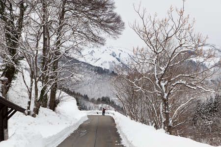 pine tree with snow in shirakawagoのeditorial素材