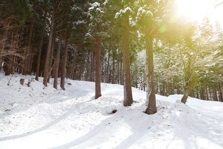 pine tree with snow in shirakawagoの写真素材