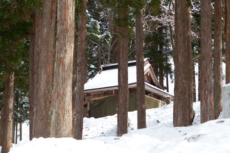 pine tree with snow in shirakawagoのeditorial素材