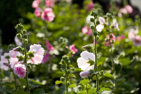 Pink Papaveraceae in the fieldの写真素材