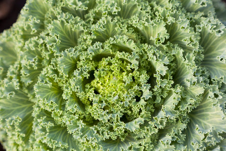 Green cabbage grows in the garden