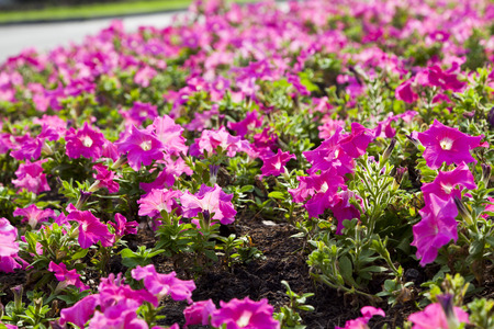 Summer flowerの写真素材