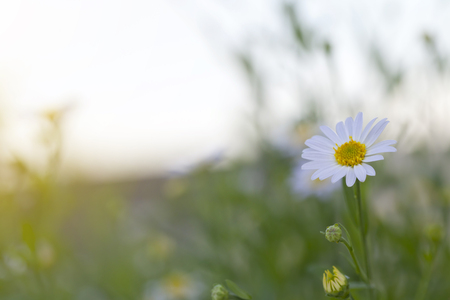 chamomile flowersの写真素材