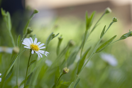 chamomile flowersの写真素材