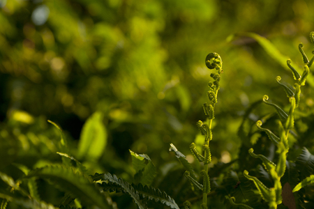 green fern branchの写真素材
