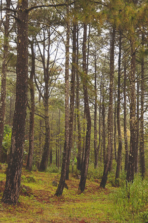 pine tree in the mist