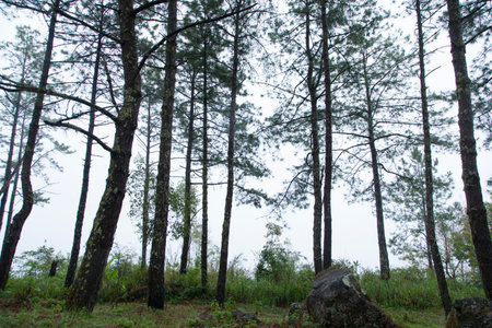 pine tree in the mist