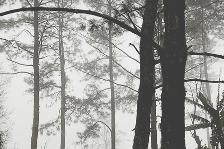 pine tree in the mistの写真素材