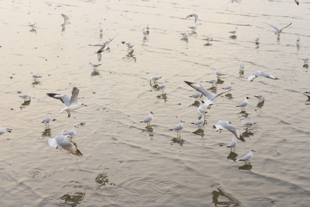 Seagulls in the mangrove forestの写真素材